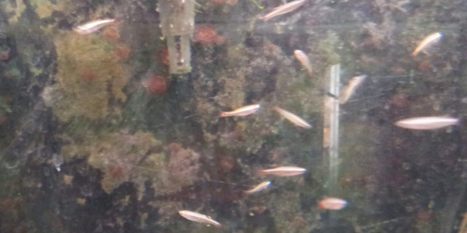 Feeder Fish Prices Northwest Seed & Pet