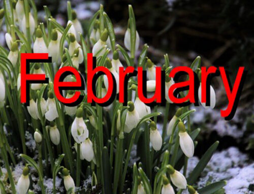 Things to do in February
