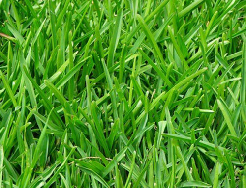 12 Tips for a Better Lawn