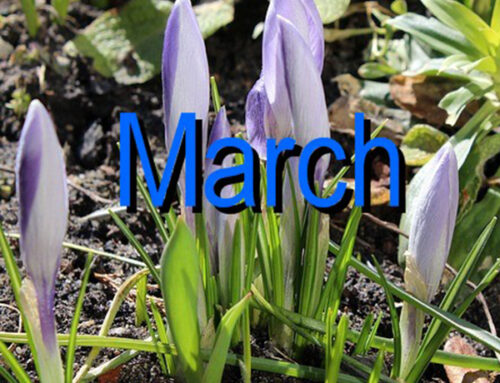Things to do in March